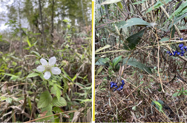 凝心聚力再出發，風雨同舟赴星溪！--廣東博皓2024龍年首登星溪之旅     -5