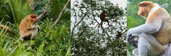 暢游碧海藍(lán)天，共筑團(tuán)隊(duì)夢想&mdash;博皓沙巴風(fēng)情之旅        -3