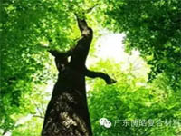 【博皓感悟】欲為大樹，莫與草爭